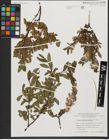 Foto von Salix waldsteiniana Willd.